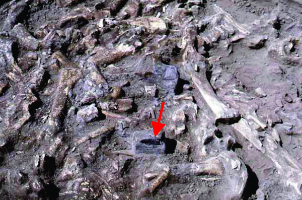 Mill Iron site bonebed with exposed Goshen point