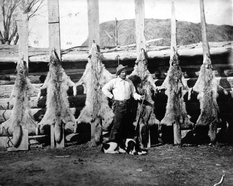 This Is Yellowstone 5.3 Wolf historic 101020